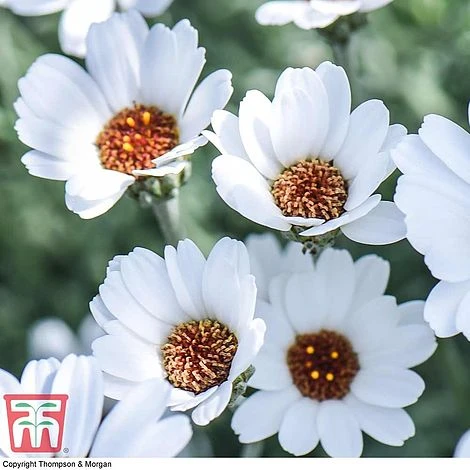 Rhodanthemum 'Casablanca' - Image 3