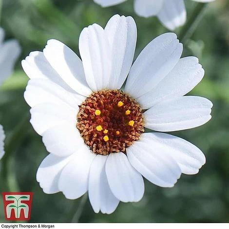 Rhodanthemum 'Casablanca' - Image 2