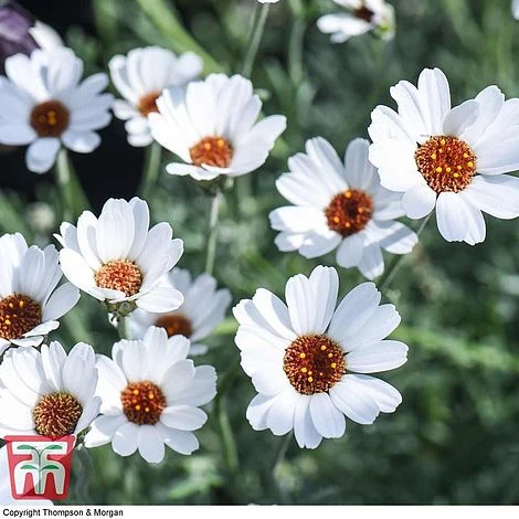 Rhodanthemum 'Casablanca' - Image 4
