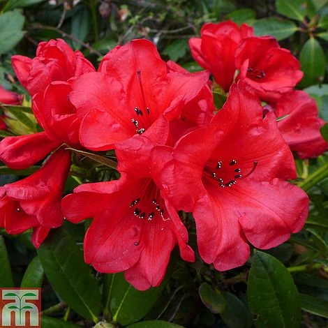 Rhododendron 'Elizabeth'