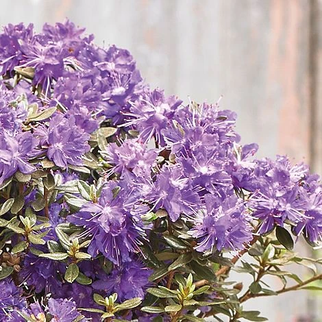 Rhododendron 'Azurika' - Image 2