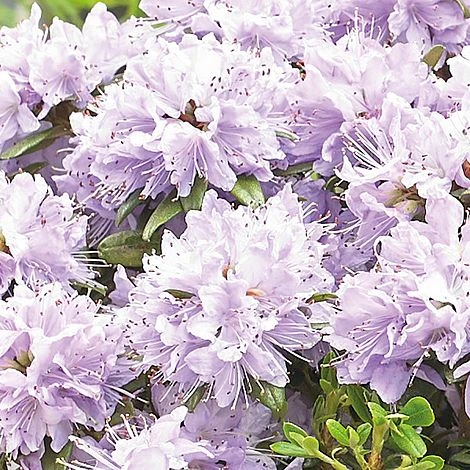 Rhododendron 'Gristede' - Image 2