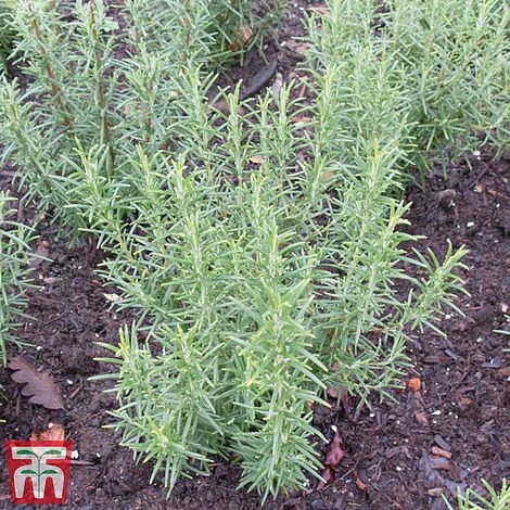 Rosemary 'Miss Jessop's Upright' - Image 2