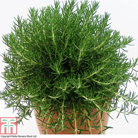 Rosemary 'Roman Beauty'
