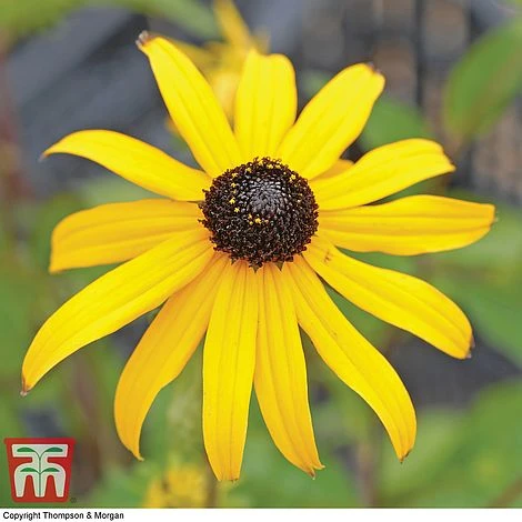 Rudbeckia Fulgida Var Sullivantii 'Goldsturm' - Image 2