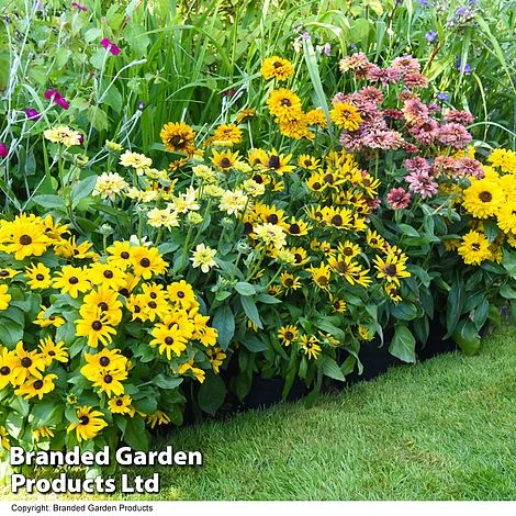 Rudbeckia Summerdaisy Collection - Image 2