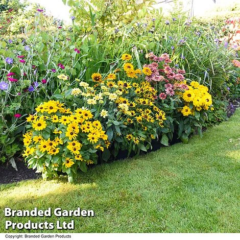 Rudbeckia Summerdaisy Collection - Image 3