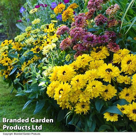 Rudbeckia Summerdaisy Collection - Image 4