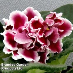 Saintpaulia 'RS-Bog Solntsa'