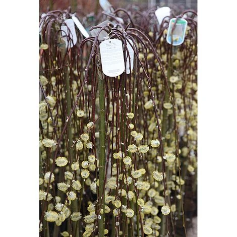 Salix Caprea 'Kilmarnock' - Image 6