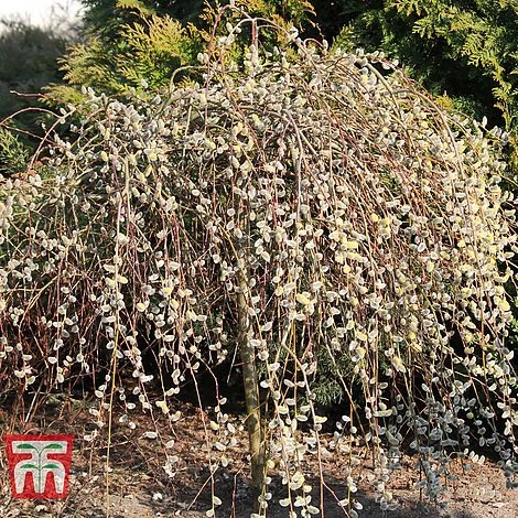 Salix Caprea 'Kilmarnock' - Image 2