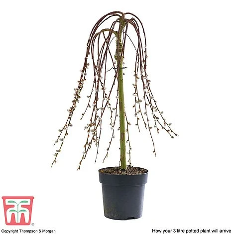 Salix Caprea 'Kilmarnock' - Image 7