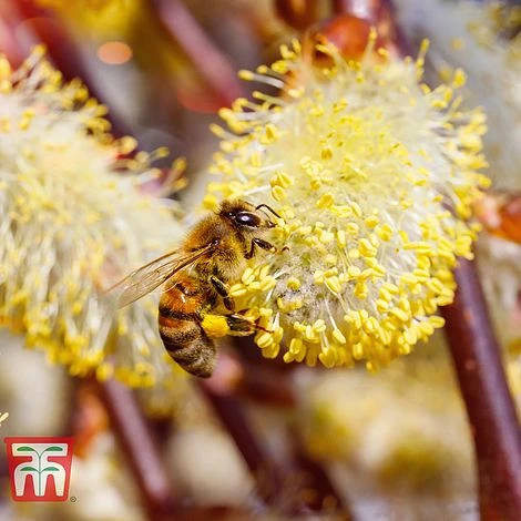Salix Caprea 'Kilmarnock' - Image 3
