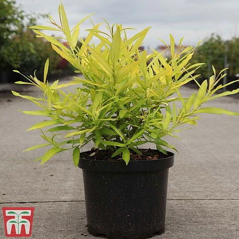 Salix Udensis 'Golden Sunshine' - Image 2