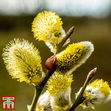 Salix Caprea 'Kilmarnock' - Image 4