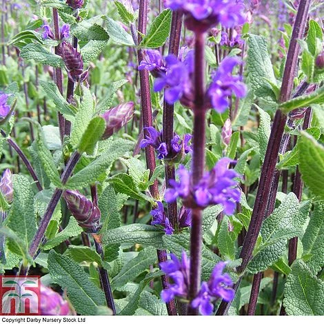 Salvia Nemorosa 'Caradonna' - Image 2