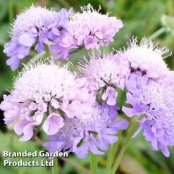 Scabiosa Columbaria 'Misty Butterflies'