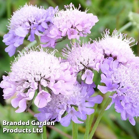 Scabiosa Columbaria 'Misty Butterflies'
