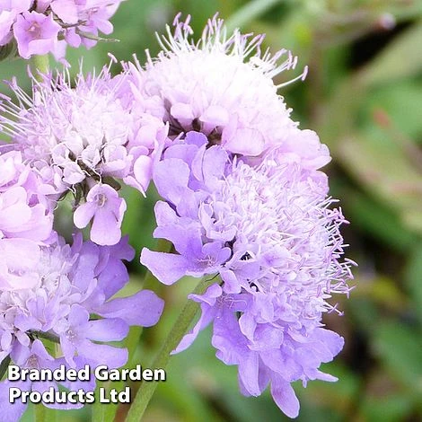 Scabiosa Columbaria 'Misty Butterflies' - Image 3