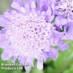 Scabiosa Columbaria 'Pincushion Blue'