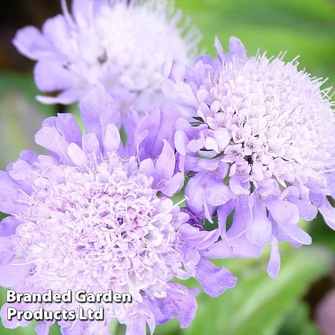 Scabiosa Columbaria 'Pincushion Blue' - Image 2