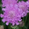 Scabious 'Flutterby Pink'