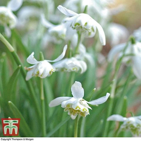 Snowdrop (Double-flowered) In The Green - Image 4