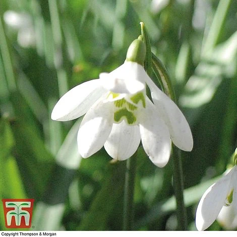 Snowdrop (Double-flowered) In The Green - Image 3