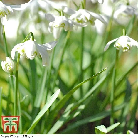 Snowdrop (Double-flowered) In The Green - Image 5