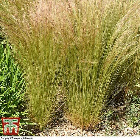 Stipa Tenuissima - Image 3