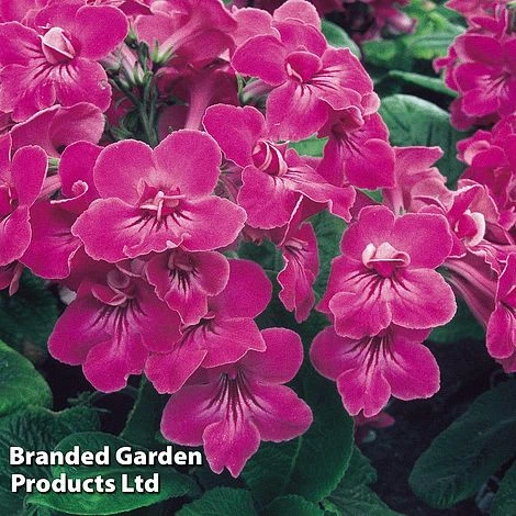 Streptocarpus 'Bristol's Very Best'