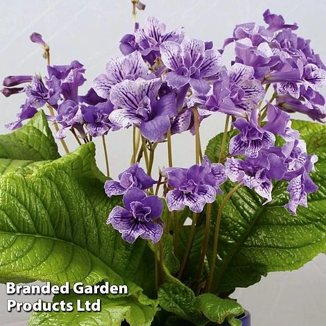 Streptocarpus 'Blue Frills' - Image 2