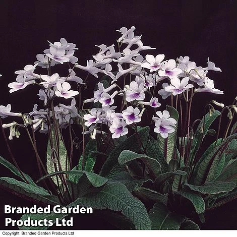 Streptocarpus 'Crystal Ice' - Image 2
