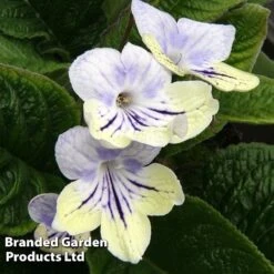 Streptocarpus 'Anwen'