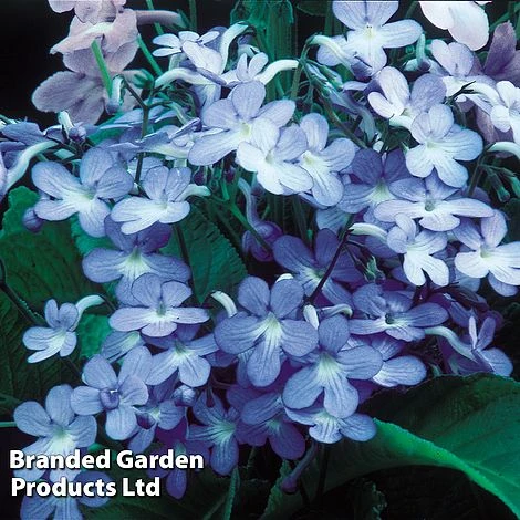 Streptocarpus 'Falling Stars' - Image 2