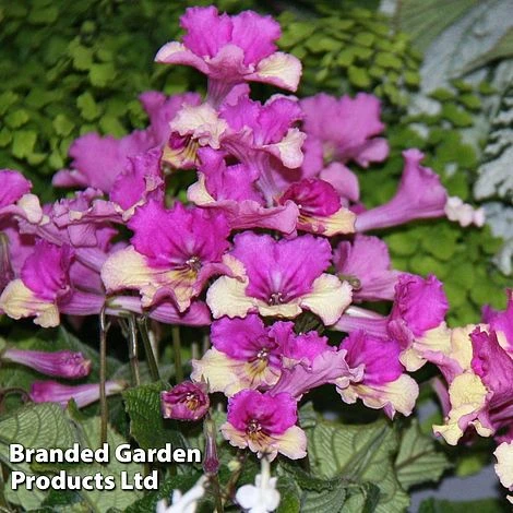 Streptocarpus 'Harlequin Dawn'