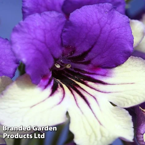 Streptocarpus 'Harlequin Purple' - Image 2