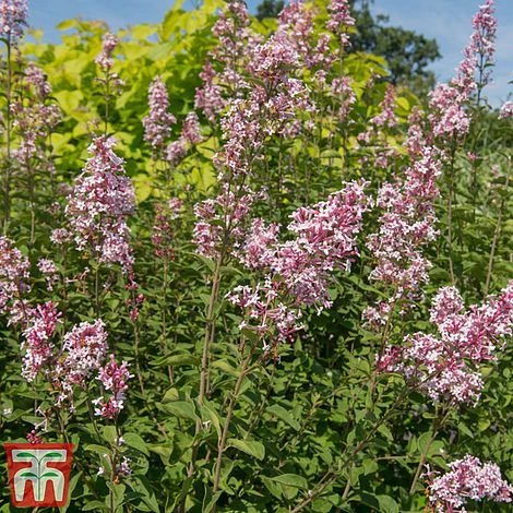 Lilac 'Superba' - Image 2