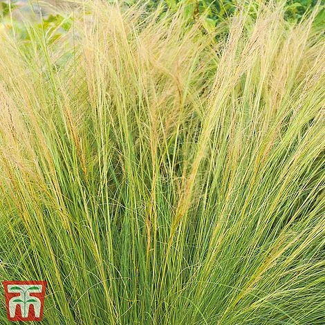 Stipa Tenuissima - Image 2