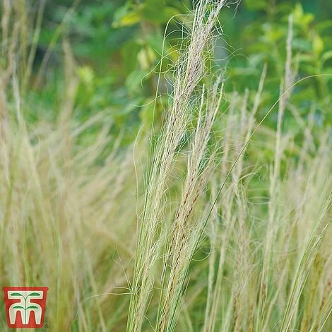 Stipa Tenuissima - Image 6