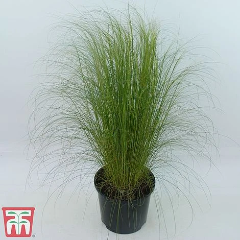 Stipa Tenuissima - Image 4