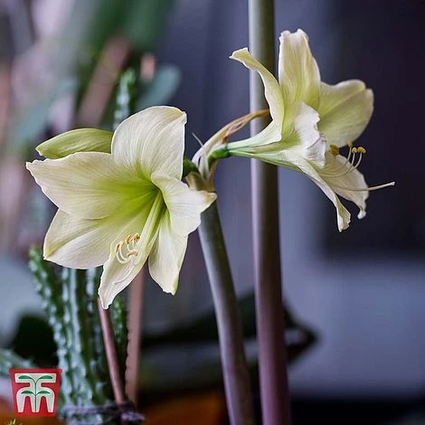 Amaryllis 'Lemon Star' - Image 3