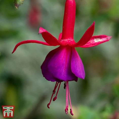 Fuchsia 'Genii' (Hardy) - Image 2