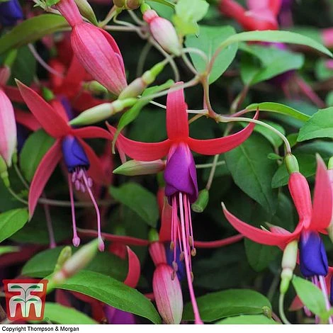Fuchsia 'Genii' (Hardy) - Image 3