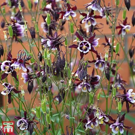 Aquilegia Vulgaris 'William Guinness' - Image 2