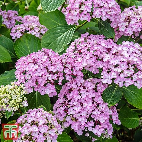 Hydrangea Macrophylla 'Ayesha' - Image 2