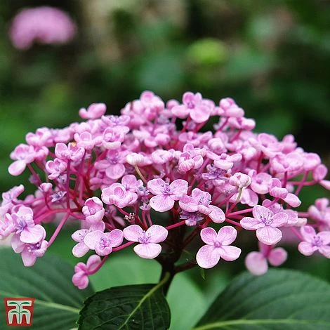 Hydrangea Macrophylla 'Ayesha' - Image 3