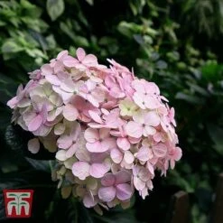 Hydrangea Macrophylla 'Bouquet Rose'