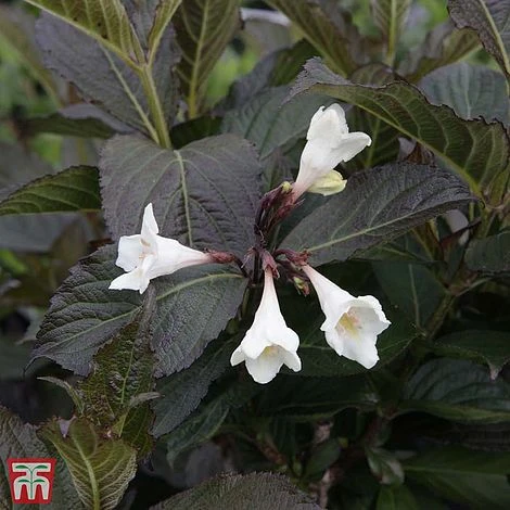 Weigela 'Ebony And Ivory'