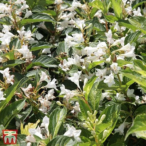 Weigela Florida 'Milk And Honey' - Image 2